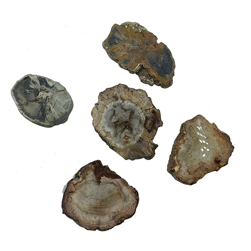 Bois fossile scié et poli - Madagascar - 5 pièces